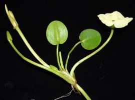 Hydrocleys nymphoides